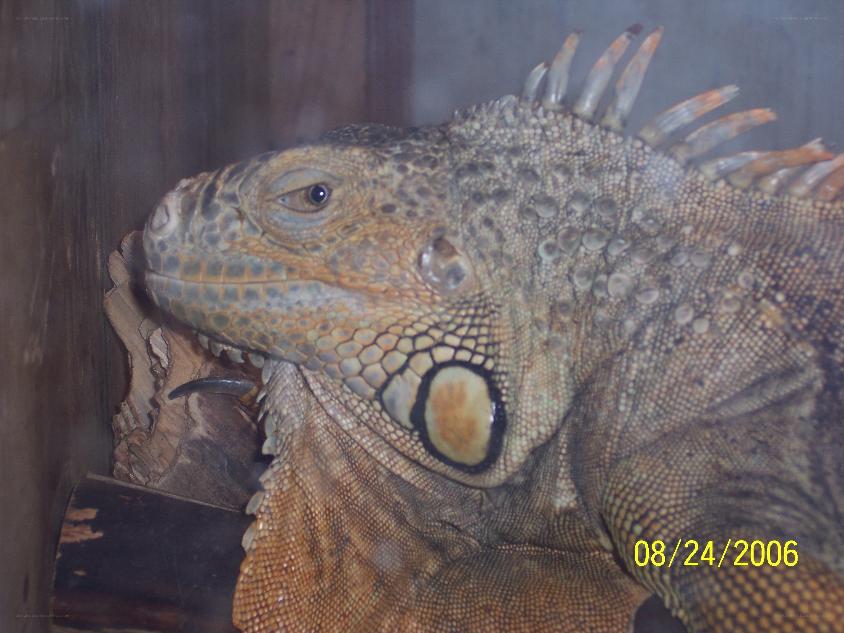 iguana in enclosure