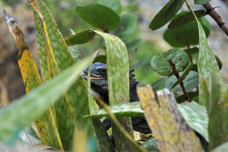 iguana in foliage