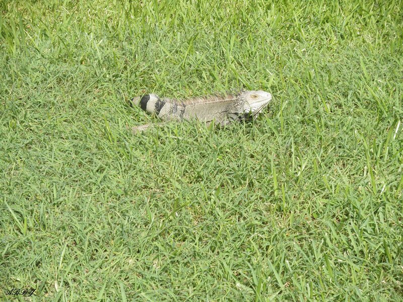 Iguana in Grass