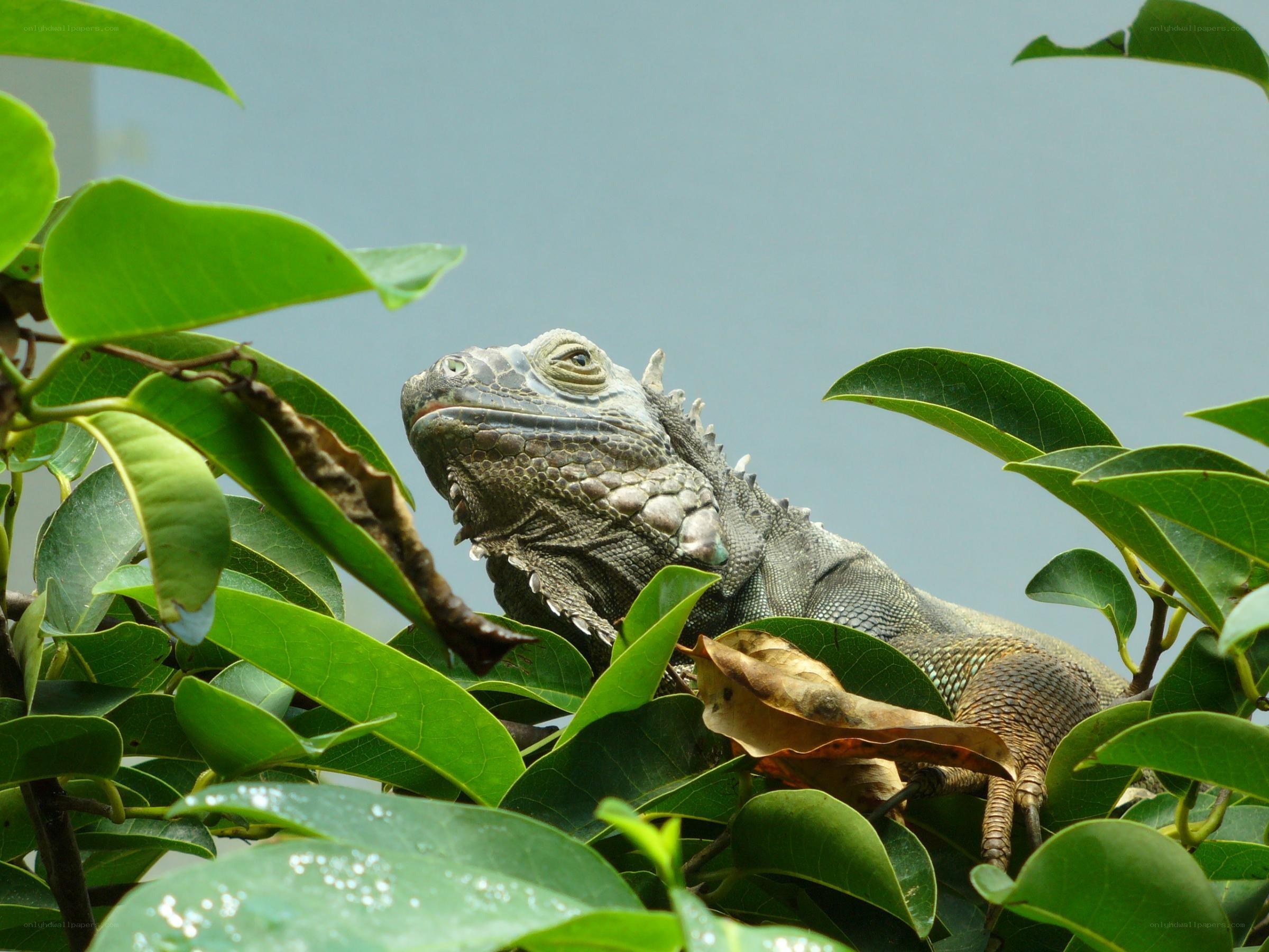 iguana in green foliage