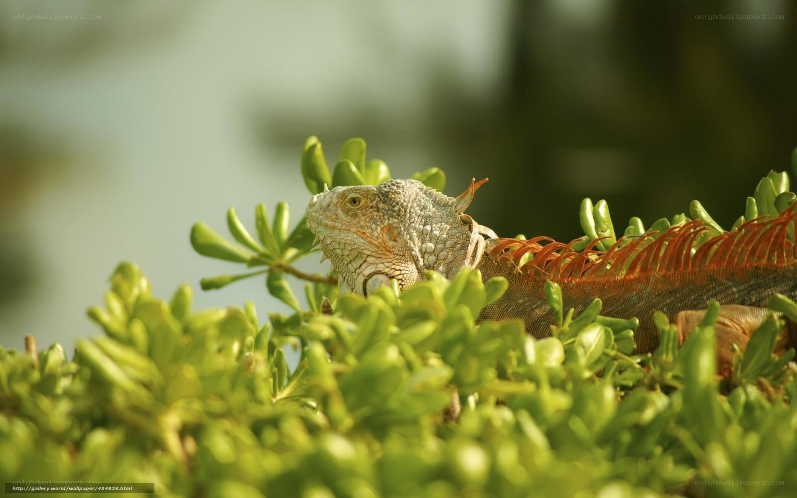 iguana in green foliage