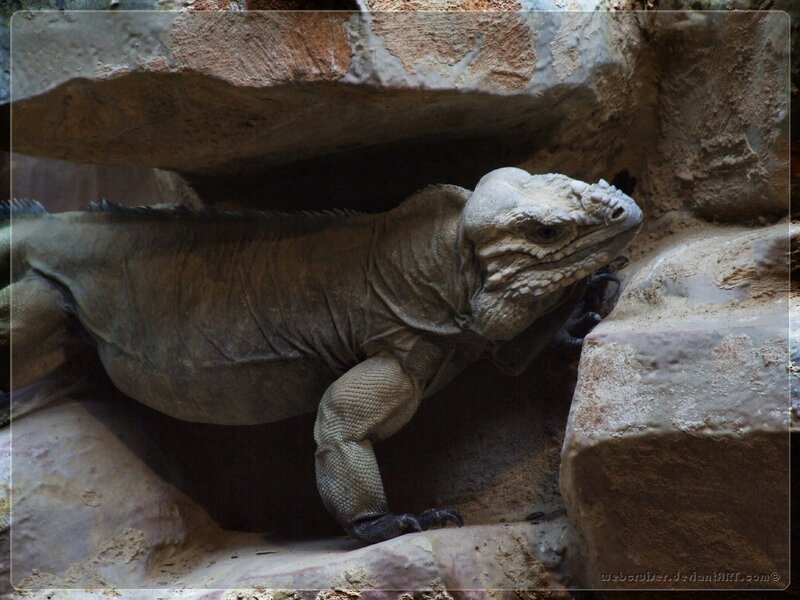 iguana in rocky enclosure