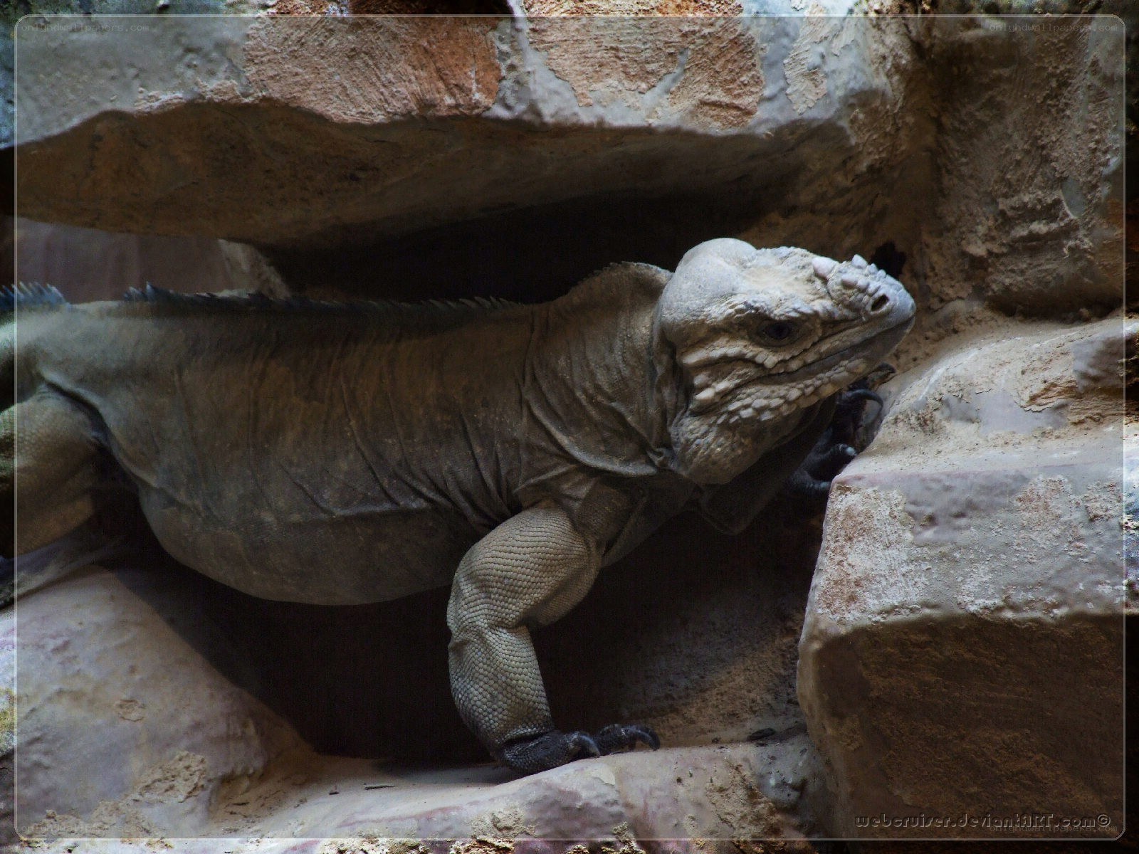 iguana in rocky enclosure