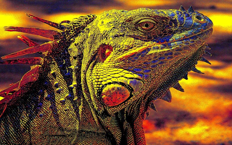 Iguana in sunset light