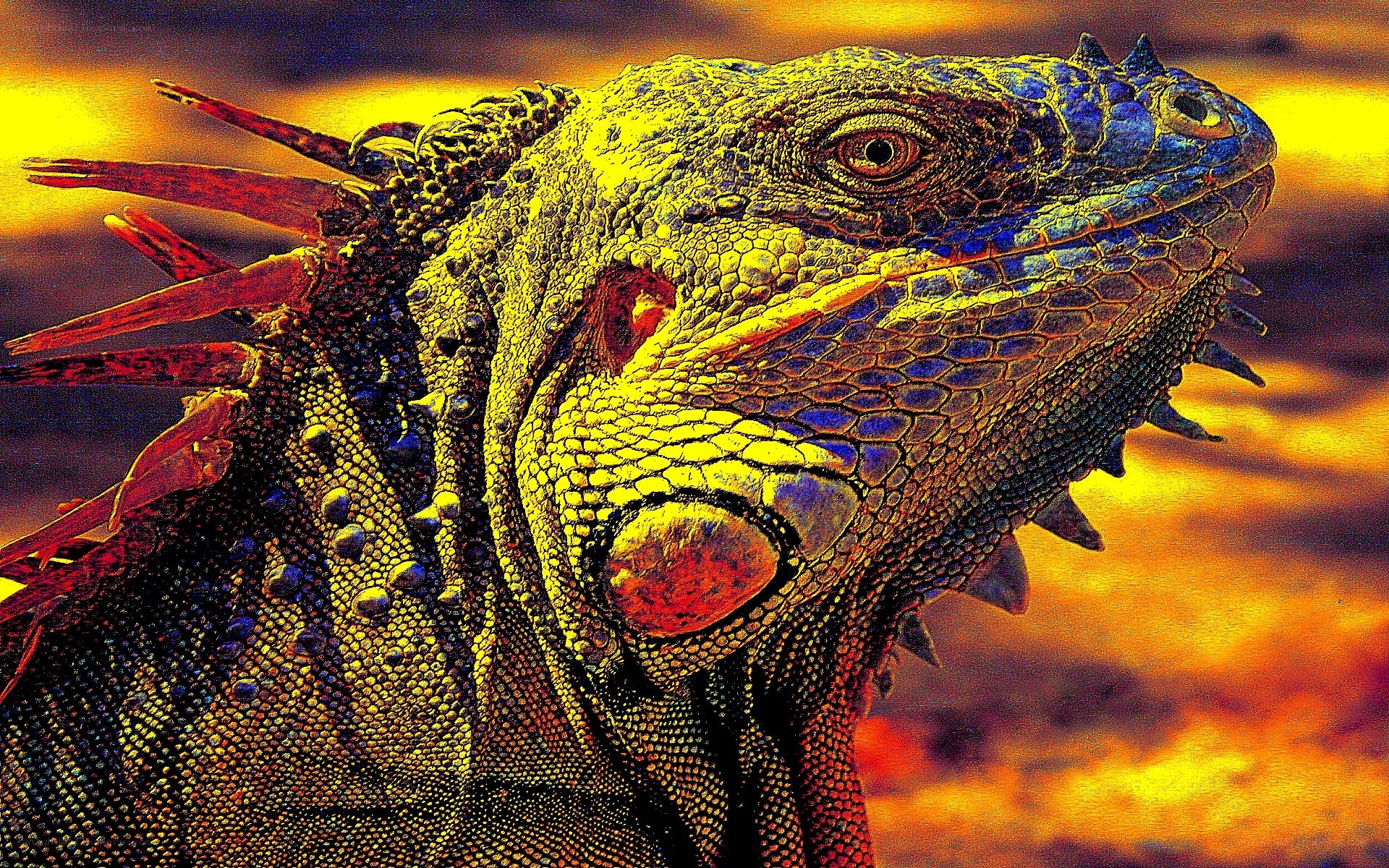 Iguana in sunset light