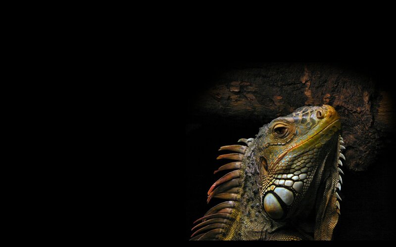iguana in the dark