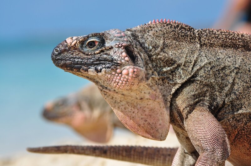 iguana on a beach