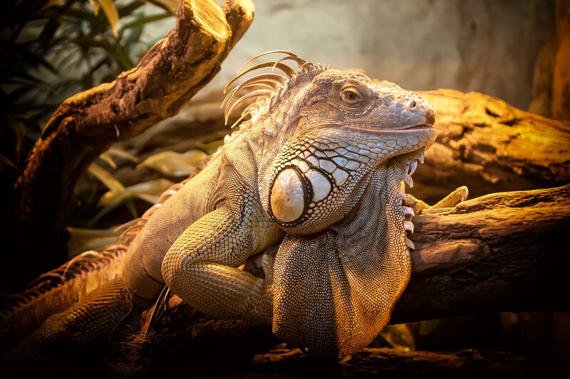 Iguana on a Branch — Brown