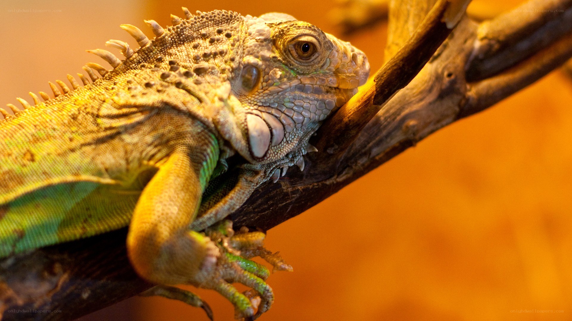 iguana on a branch