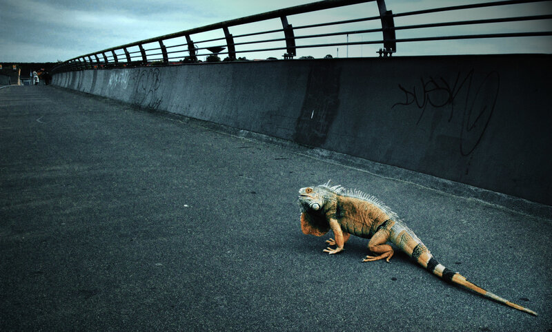 Iguana on a bridge