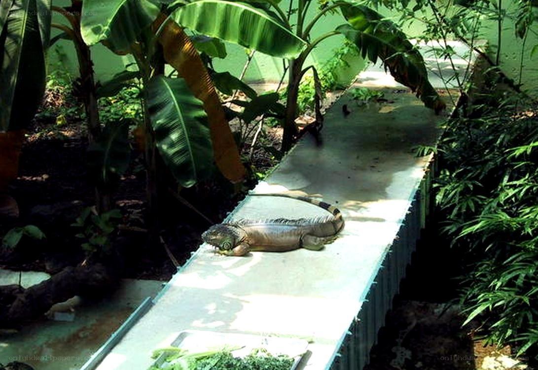 Iguana on a concrete path