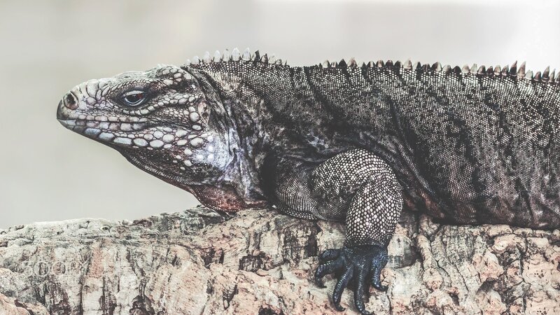 Iguana on a Log