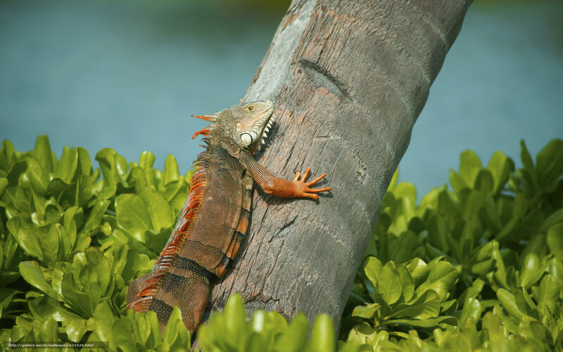 iguana on a palm tree