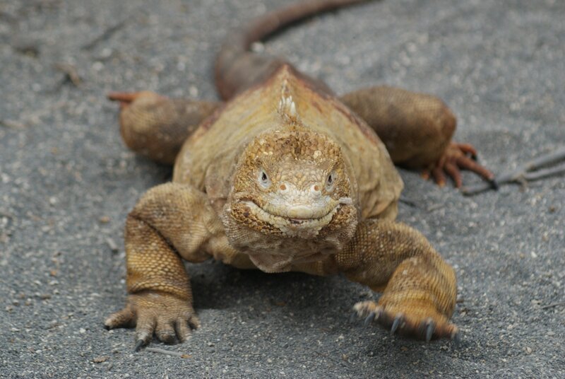 iguana on a paved surface