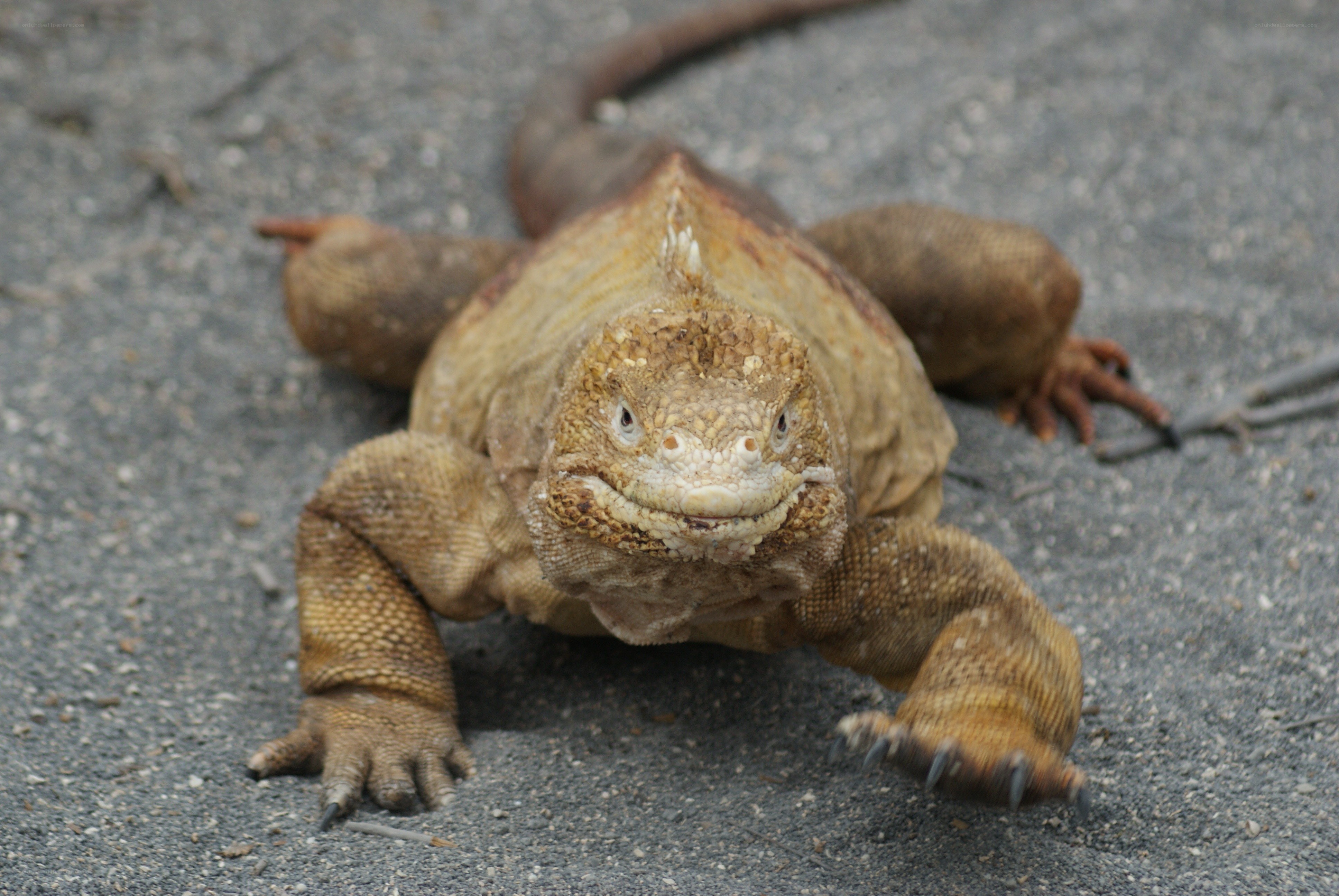 iguana on a paved surface