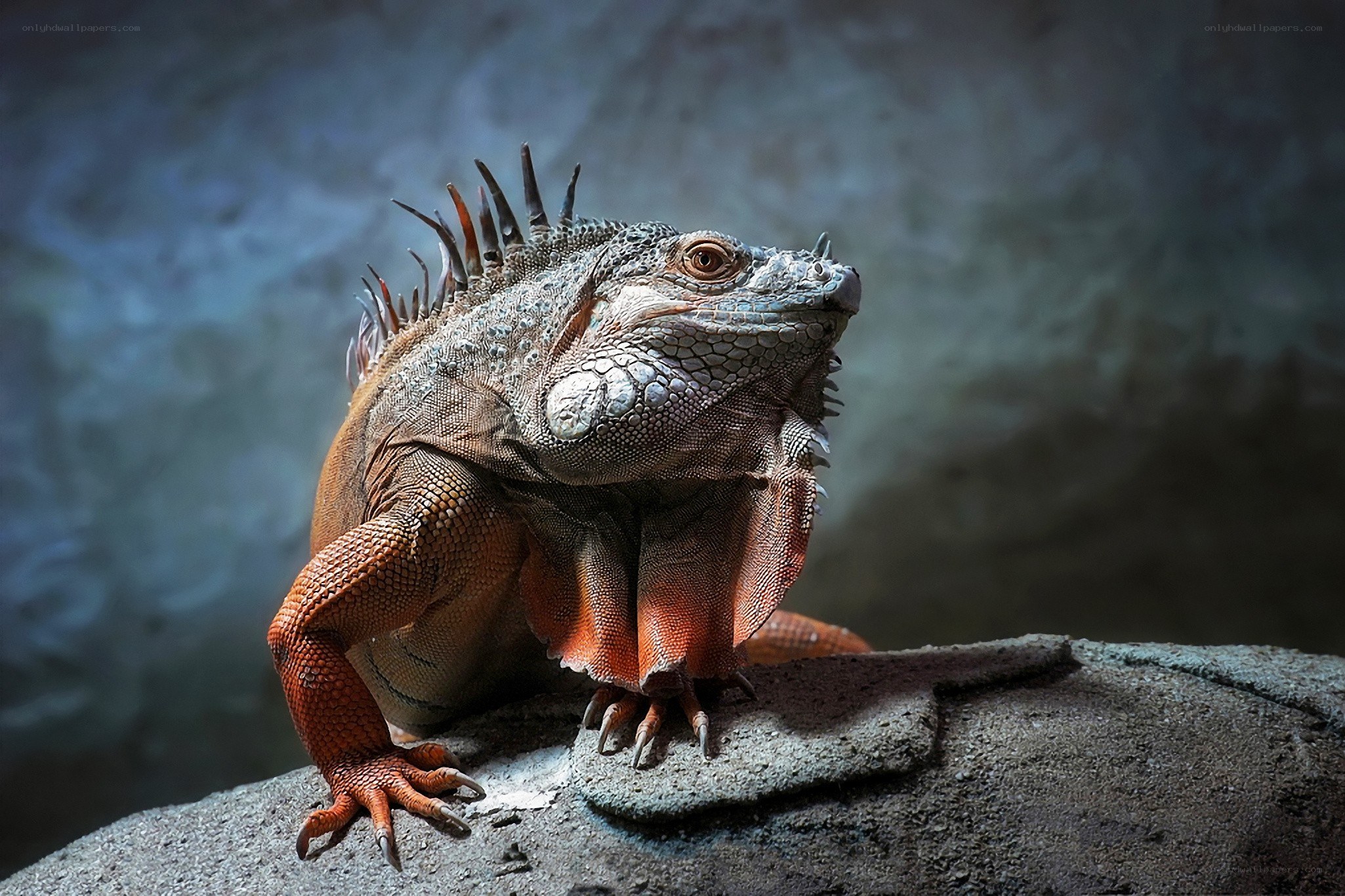 Iguana on a rock