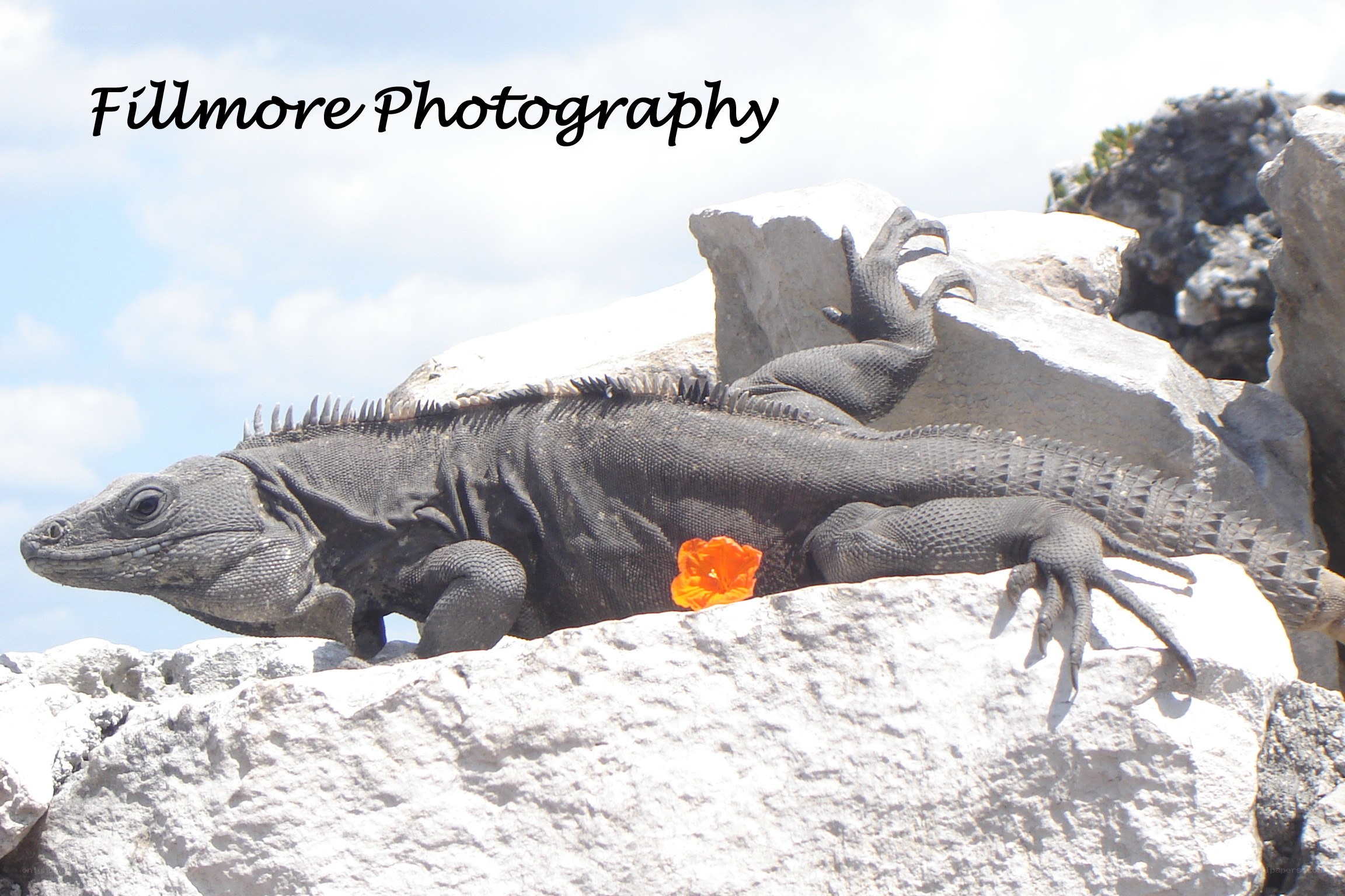 iguana on a rock