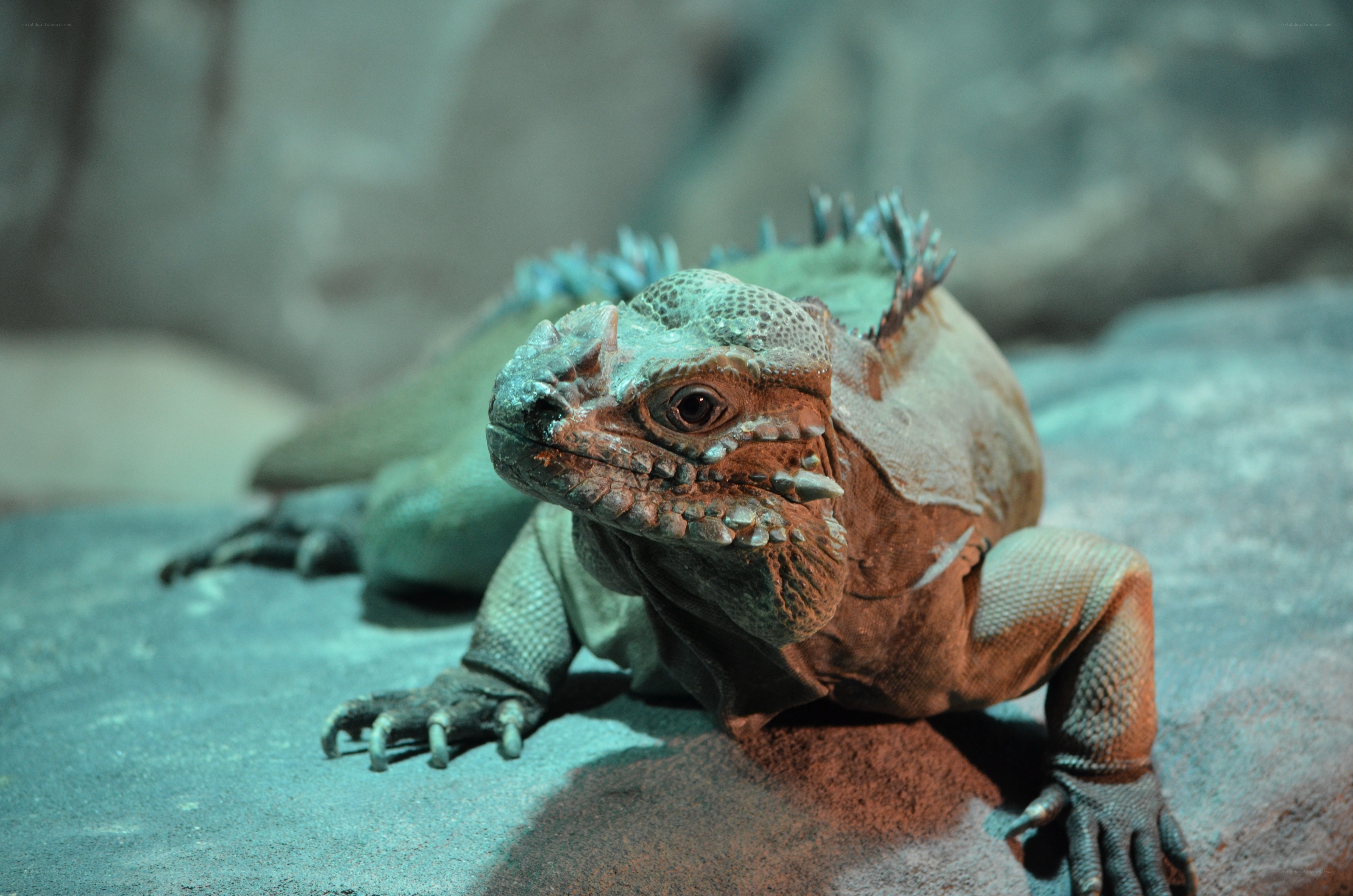 iguana on a rock
