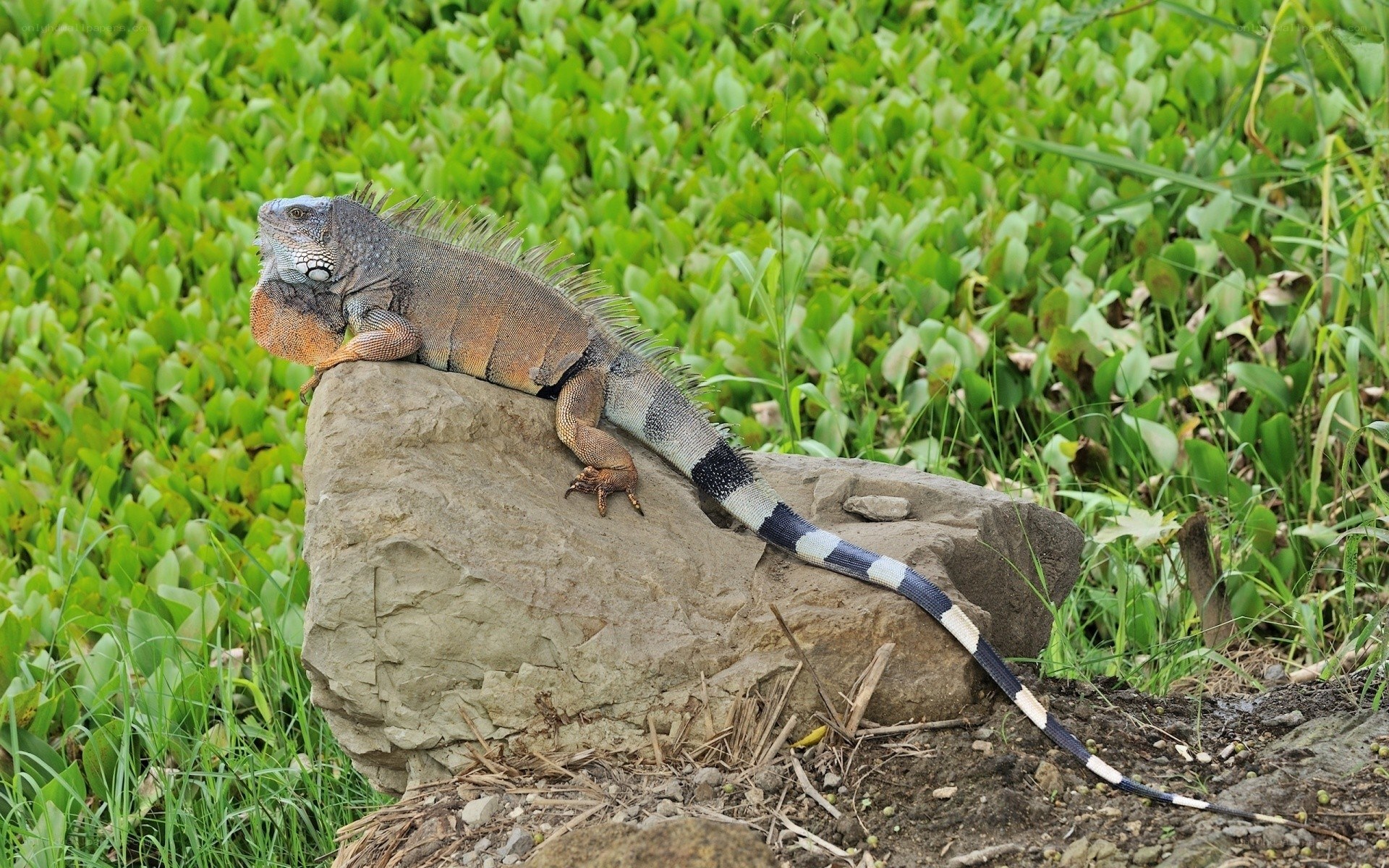 iguana on a rock