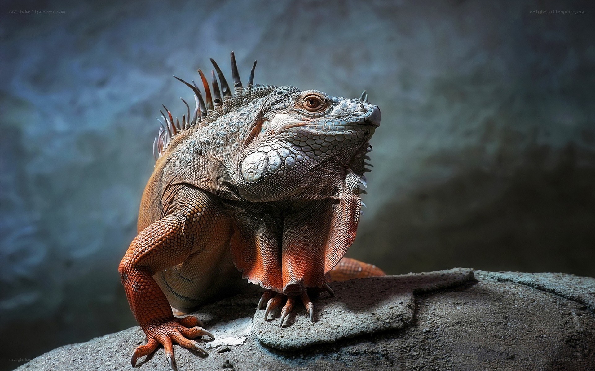 iguana on a rock