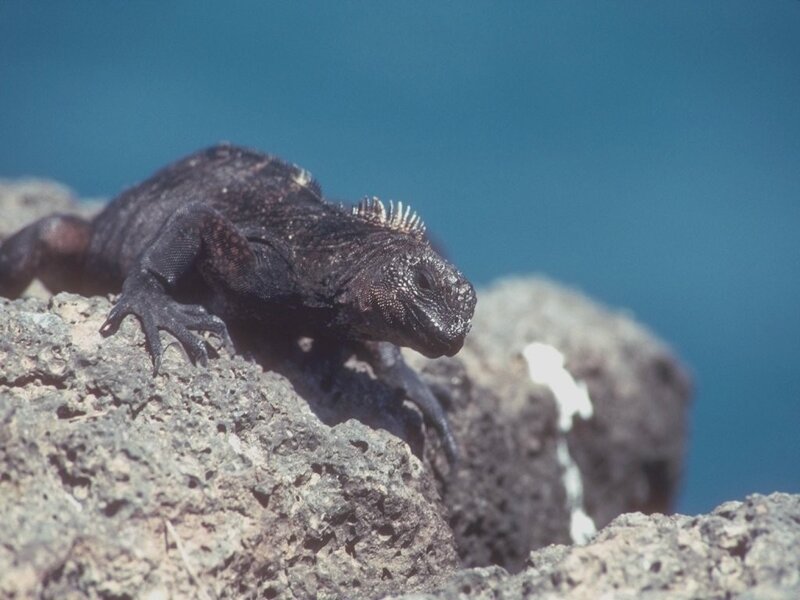 iguana on a rock