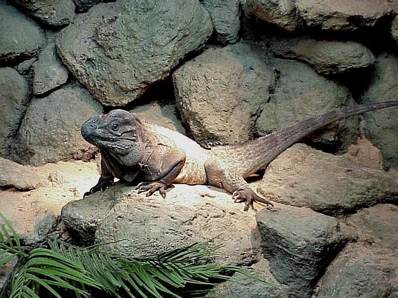 iguana on a rock