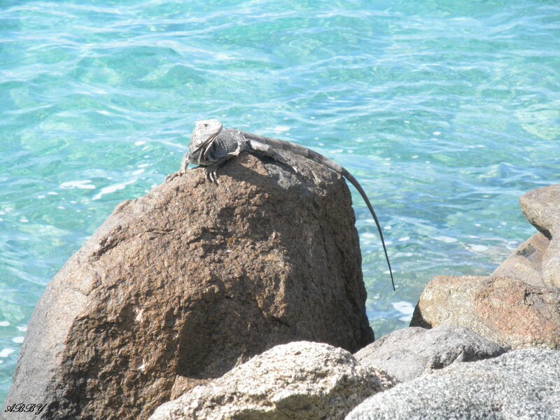 Iguana on a Rock — Blue