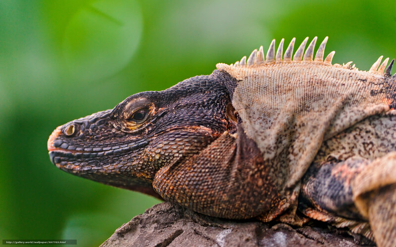 Iguana on a Rock — Brown