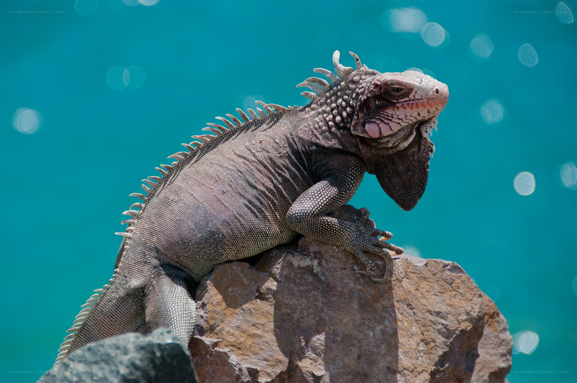 iguana on a rock by the water