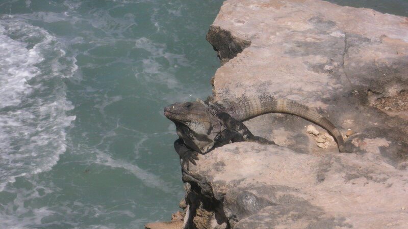 Iguana on a Rock — Gray, Calm, Afternoon