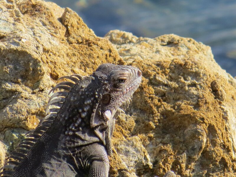 Iguana on a Rock — Gray, Calm