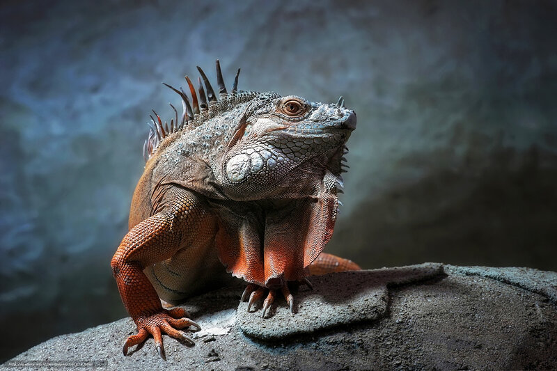 Iguana on a Rock — Gray, Dramatic, Photograph, Spines, Scales