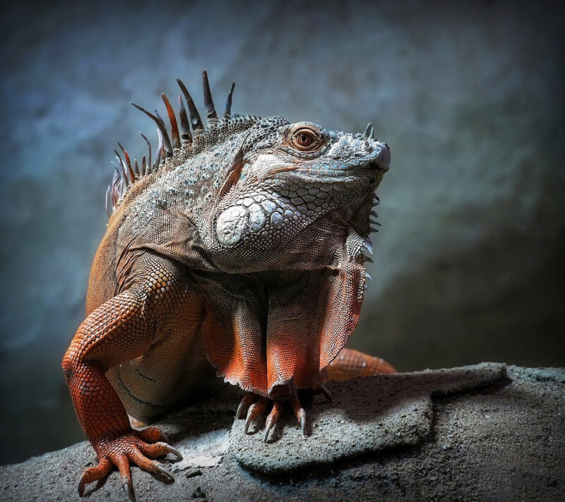 Iguana on a Rock — Gray, Dramatic, Photograph, Spines