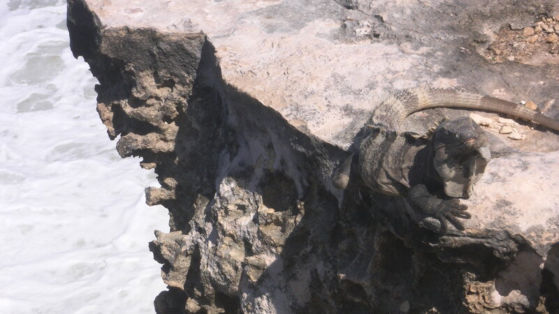 Iguana on a Rock — Gray, Natural, Afternoon