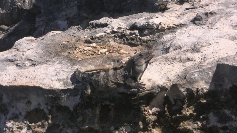 Iguana on a Rock — Gray, Natural