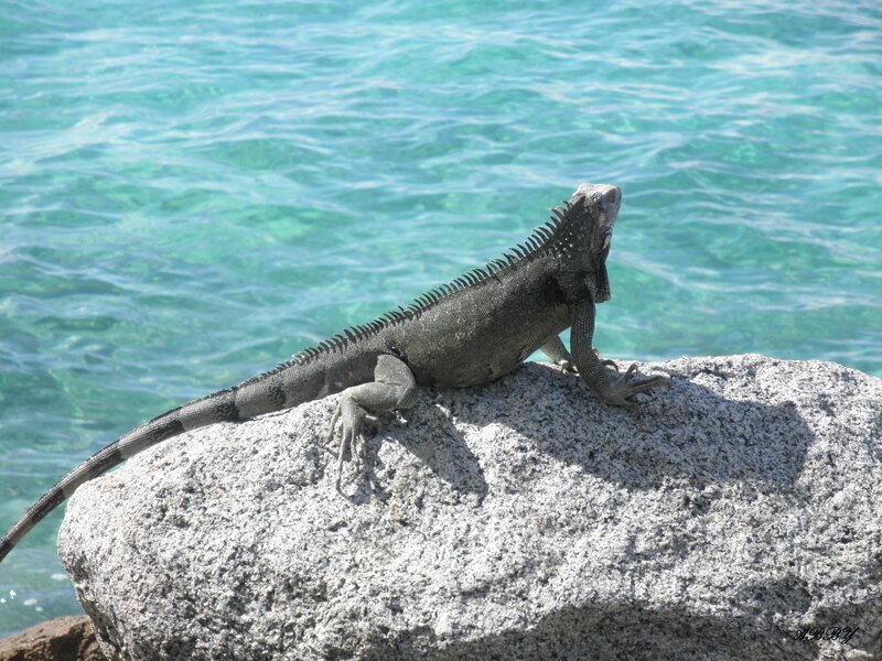 Iguana on a Rock — Gray, Serene