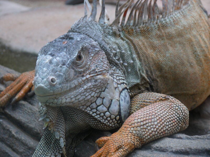 Iguana on a Rock — Gray