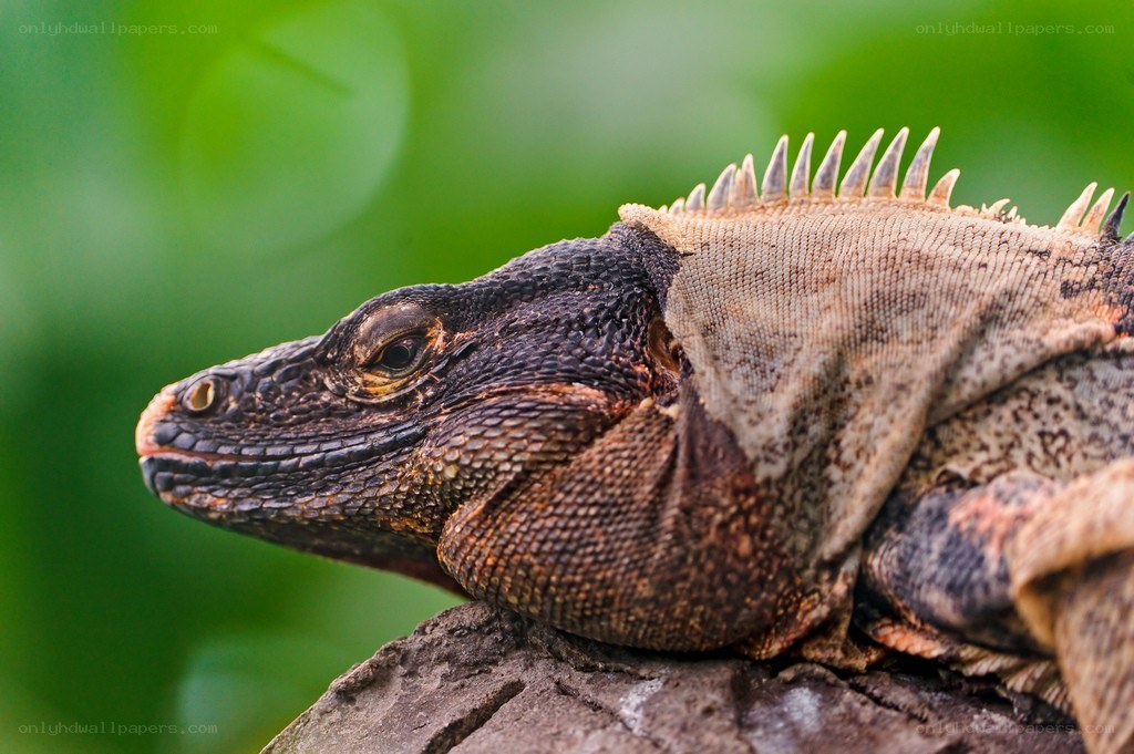 iguana on a tree branch