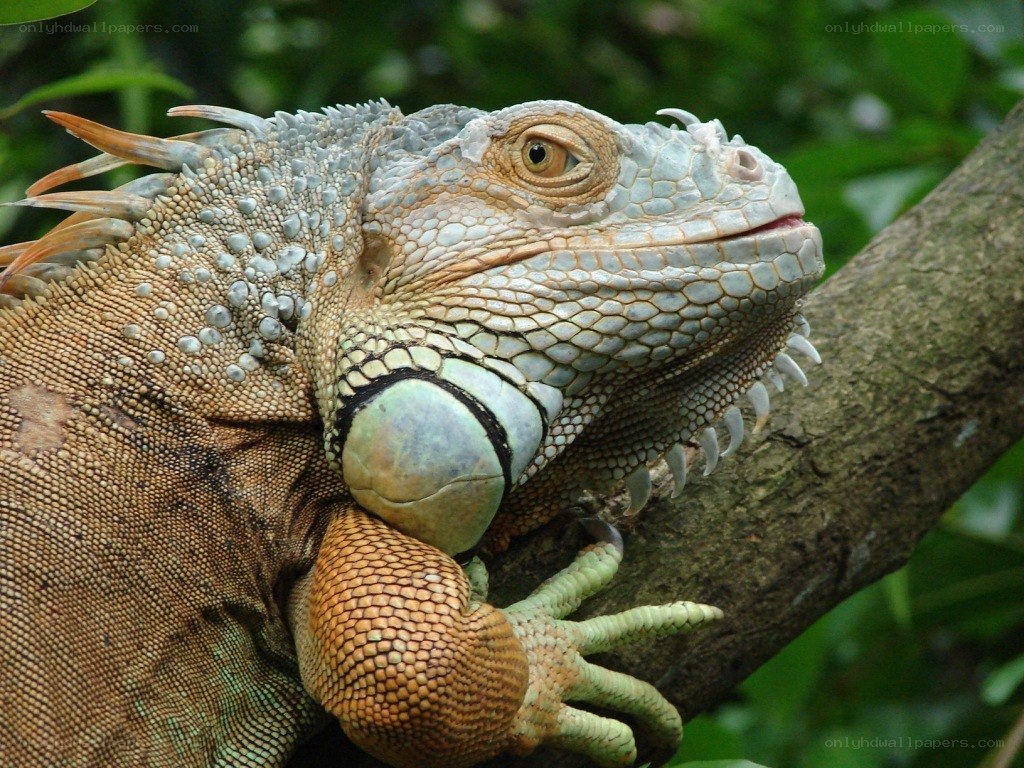 iguana on a tree branch
