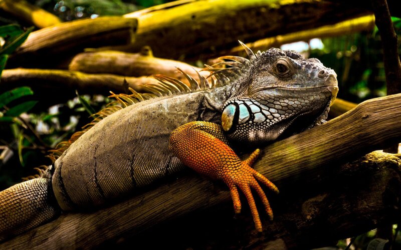 Iguana on a Tree Branch — Green