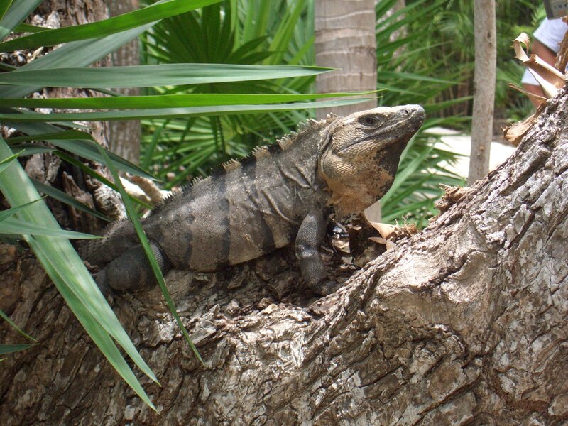 iguana on a tree trunk