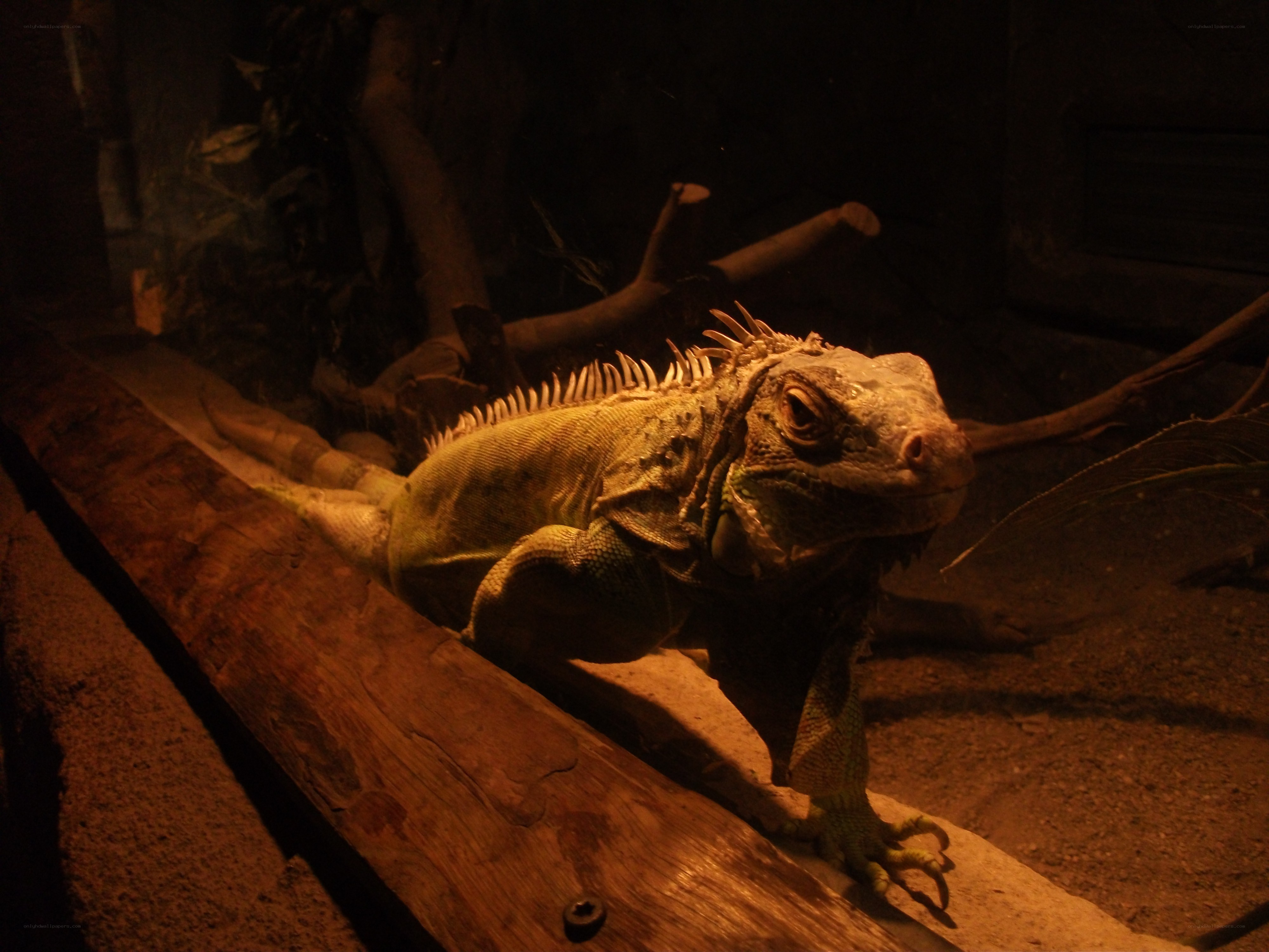 iguana on a wooden log