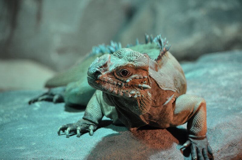 Iguana on Rock — Green