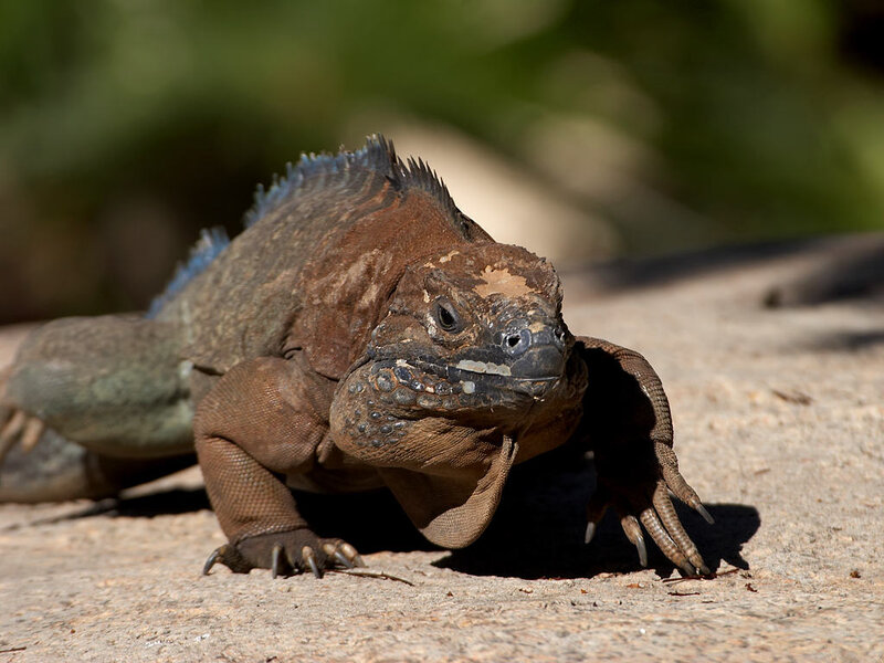 Iguana on Rock