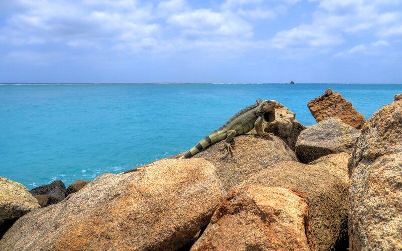 Iguana on Rocks — Blue