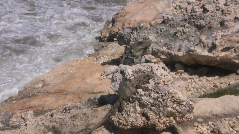 Iguana on Rocks