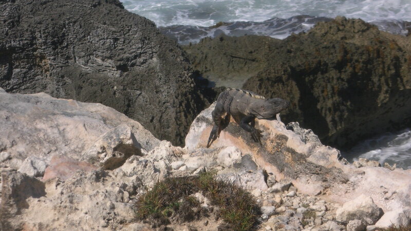 Iguana on Rocky Cliff