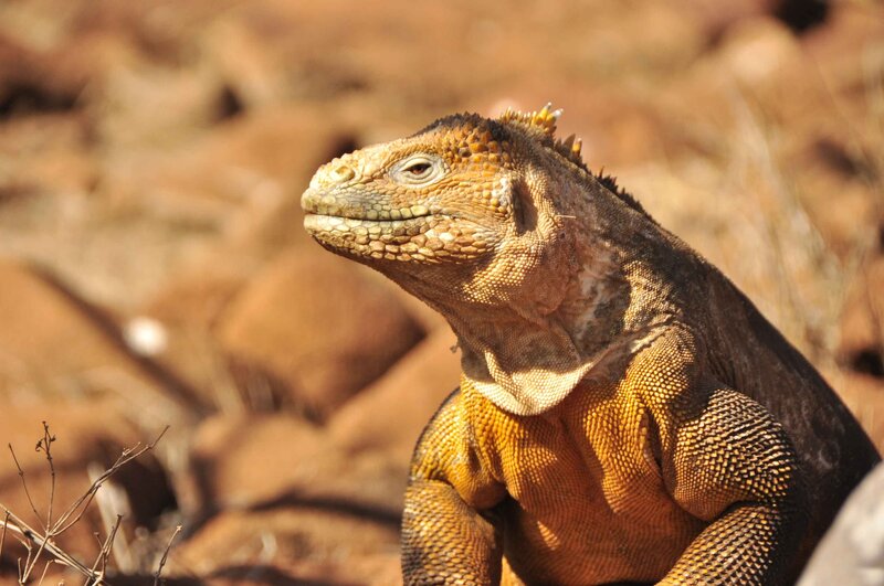 Iguana on Rocky Ground — Brown