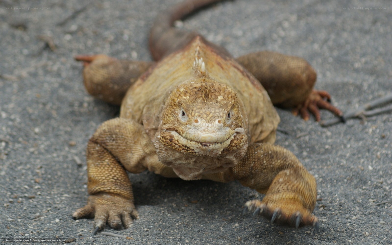 iguana on rocky ground