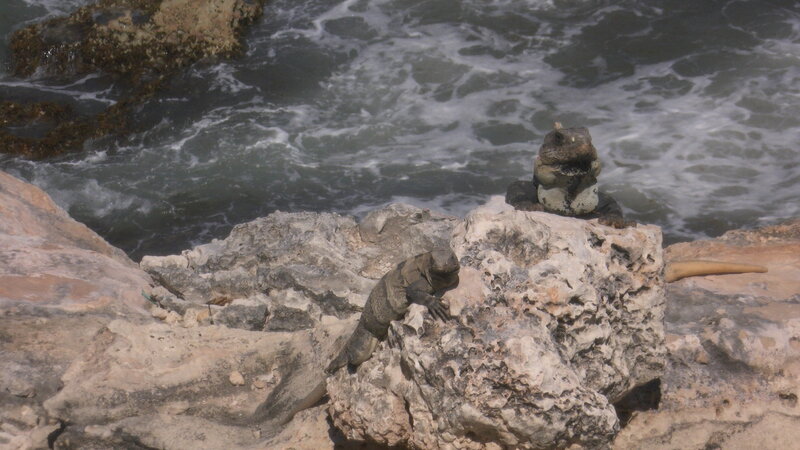 Iguana on Rocky Shore — Gray